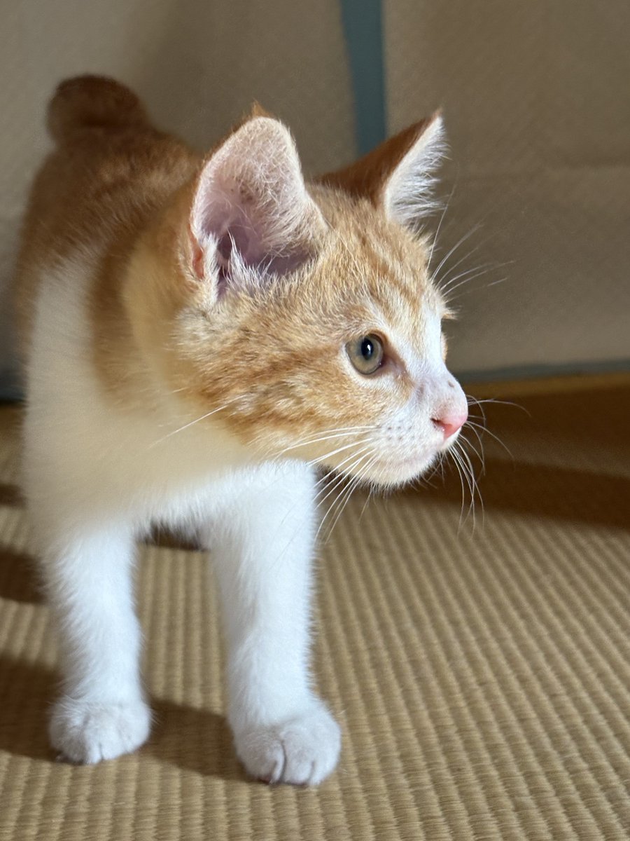 miurauim2's tweet photo. 本日のｺﾈｹﾁｪﾝ
おでこ毛パヤパヤ https://t.co/i2ef1IppwM