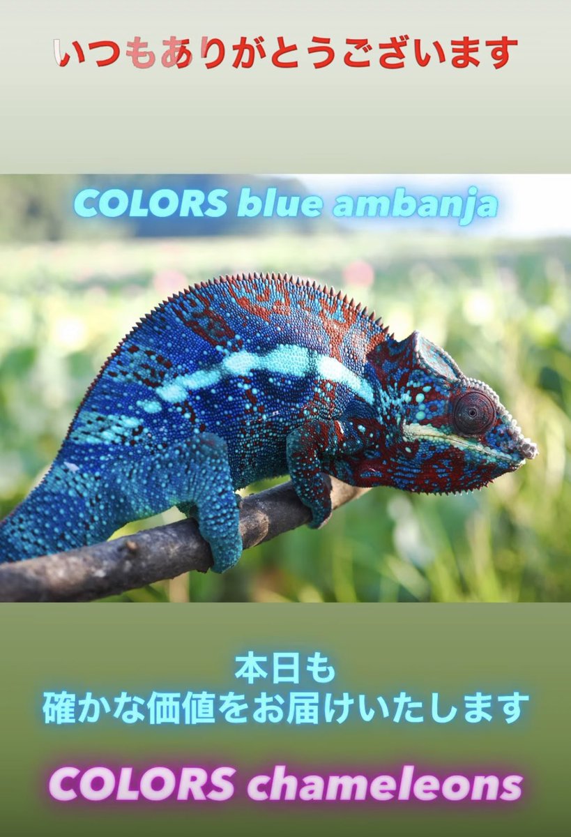 COLORS79GR's tweet photo. 宮崎の蓮は、見頃を終えようとしています

全国では、これから見頃を迎える地域も多い季節

一年に一度だけの美しい景色

心が静かに満たされるひとときです

https://t.co/zw0eLTZl4Q

蓮の名所へ、ぜひ足を運んで下さい

#ブルーアンバンジャ 
#パンサーカメレオン
#パンサーカメレオンアンビローブ https://t.co/VEp0XSqGND