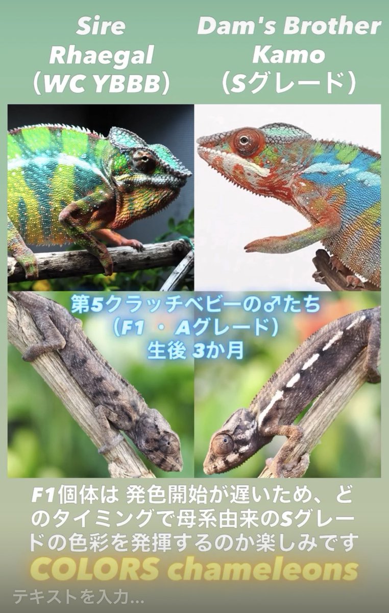 COLORS79GR's tweet photo. 宮崎の蓮は、見頃を終えようとしています

全国では、これから見頃を迎える地域も多い季節

一年に一度だけの美しい景色

心が静かに満たされるひとときです

https://t.co/zw0eLTZl4Q

蓮の名所へ、ぜひ足を運んで下さい

#ブルーアンバンジャ 
#パンサーカメレオン
#パンサーカメレオンアンビローブ https://t.co/VEp0XSqGND