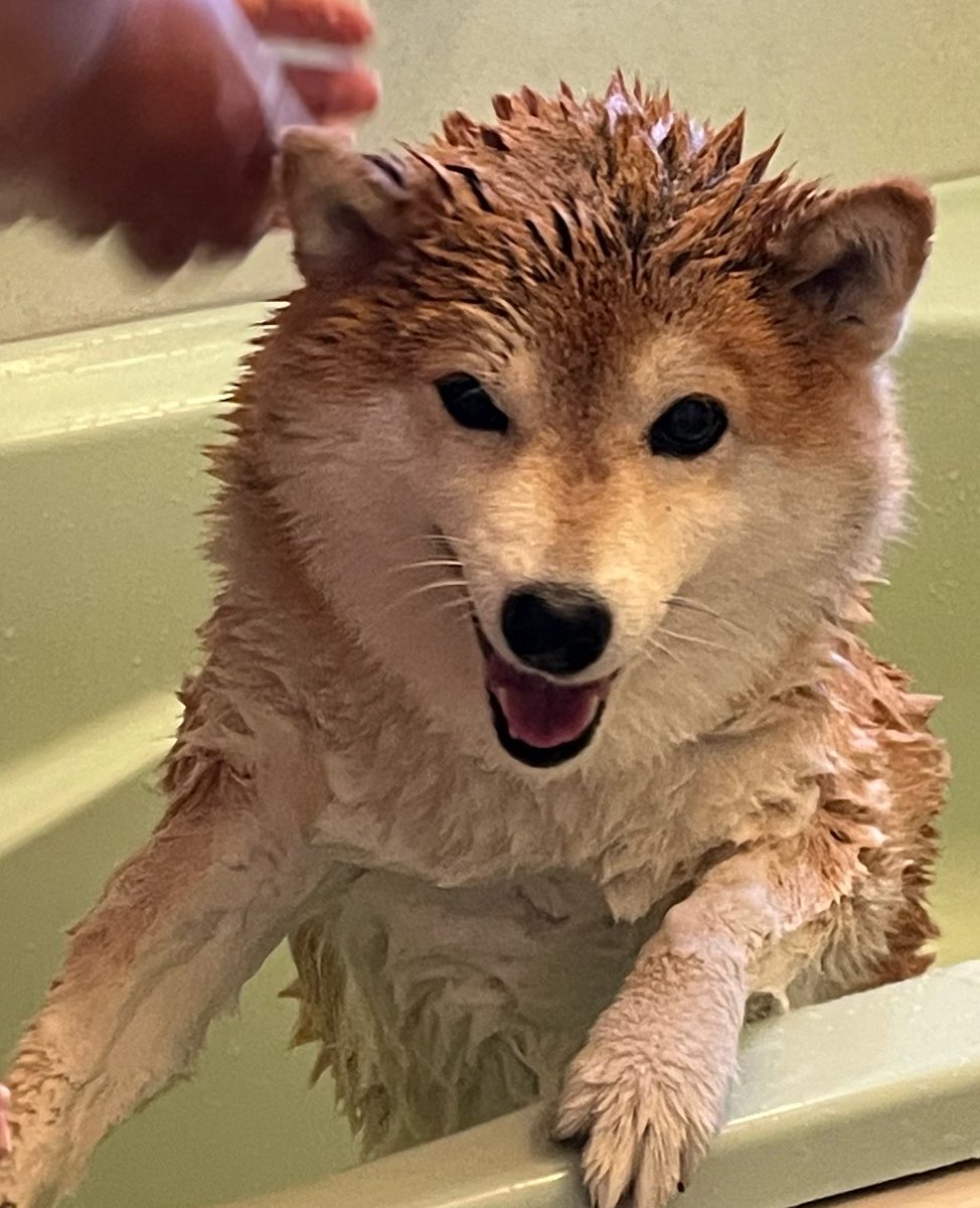 shibaharu3014's tweet photo. シャンプー中の柴犬の顔 https://t.co/iaxhoIUtzs