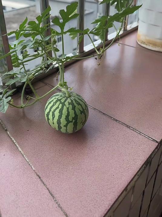 eunhan532010's tweet photo. 瘫在阳台软椅上啃冰西瓜，风裹着桂花香吹过来，这慢悠悠的下午太治愈啦， https://t.co/oePz2f88Ys