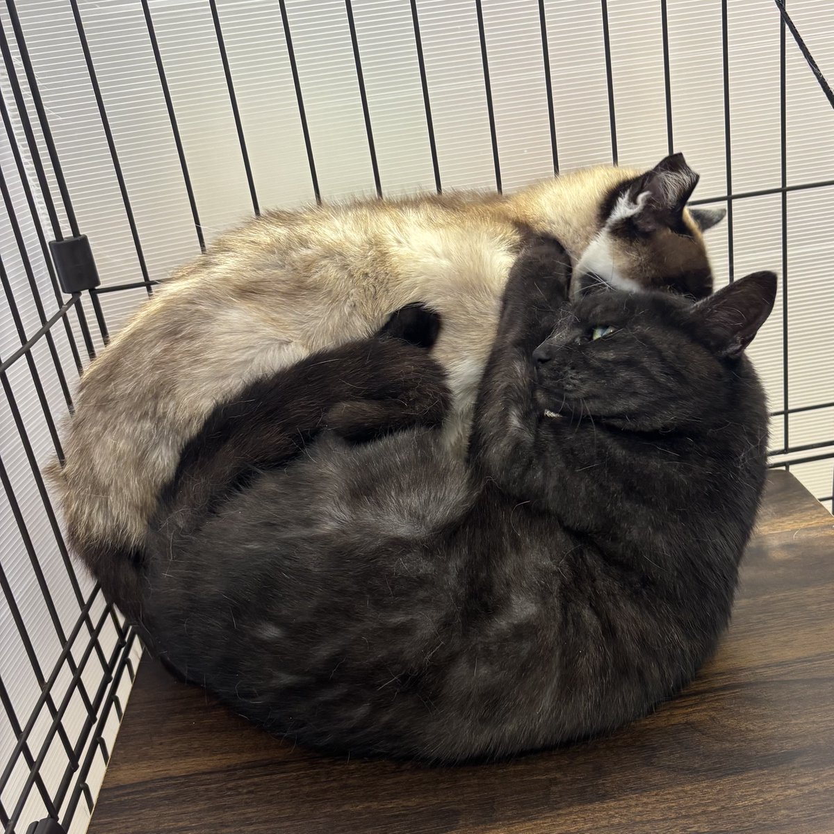 naganosyokusei's tweet photo. 同室のむうちゃんに抱きついたり、撫でてくれる人の手に顔をスリスリしたり…、とても甘えんぼうのシマちゃん。縞の入ったマイルドな黒色の毛が魅力的です！✨

#長野市保健所動物愛護センター #保護猫 #猫 #飼主募集
登録番号8-26号の1B シマちゃん
https://t.co/sBjloHl4Ip https://t.co/HfqFgthEgG