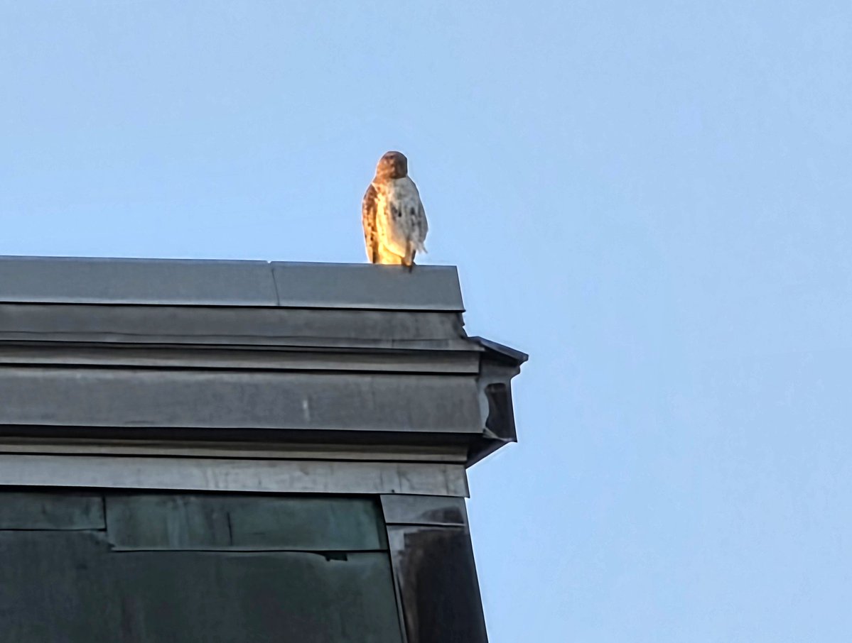 CornellHawks's tweet photo. 17:00, 8/3 P spotted on McGraw Hall w/move to Uris on  Central Campus.    

Arthur on back corner of Barton closest to the Stadium.

2nd P spotted on Goldwin Smith, chased a squirrel before heading back to Central Campus.

Many thanks Suzanne &amp; woodg for the great evening photos! https://t.co/tPYMWKFWp1