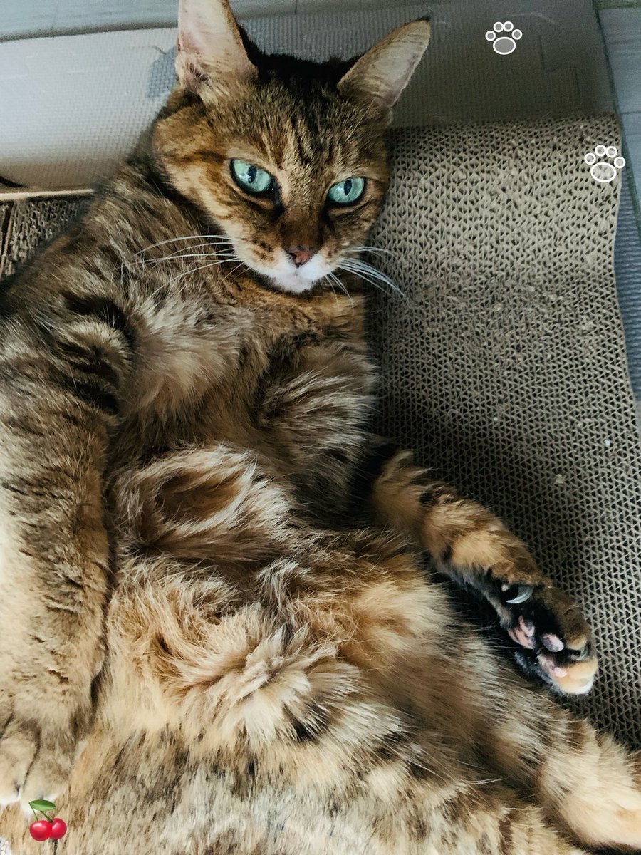 🥳楽しい1日に(〃ω〃) なるといいにゃあ〜🤗 #猫好きさんと繋がりたい