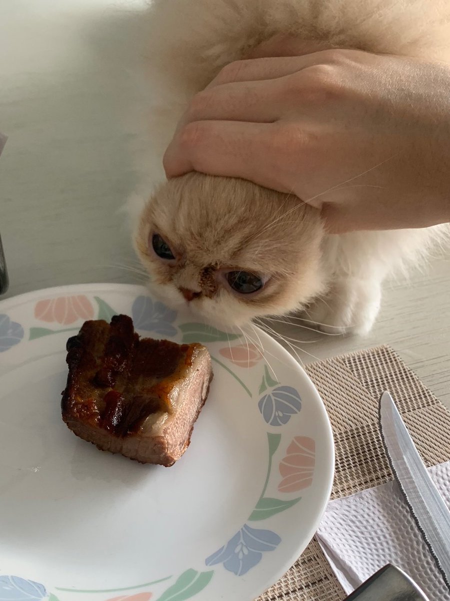 CatsHeld's tweet photo. https://t.co/E1EOpvqGG5