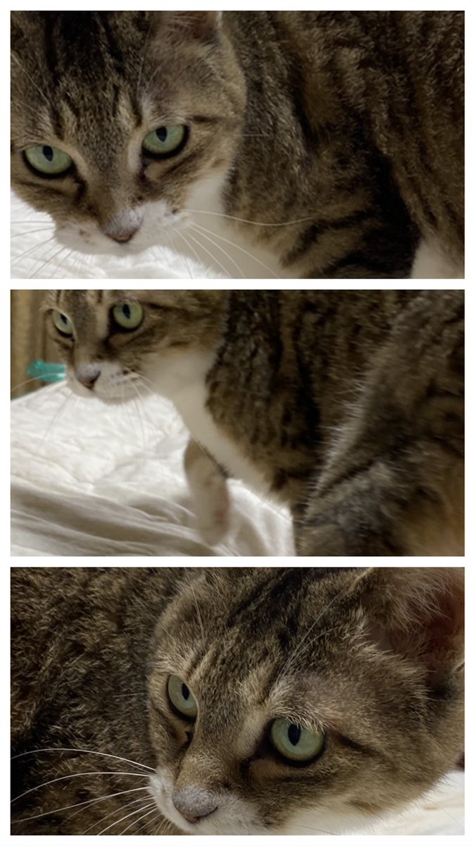 mitreiluv's tweet photo. 可愛く撮れない😭

#ねこ #ネコ #猫 #保護猫 #ねこのいる暮らし #猫好きさんと繋がりたい https://t.co/H3nVX4F9Ry