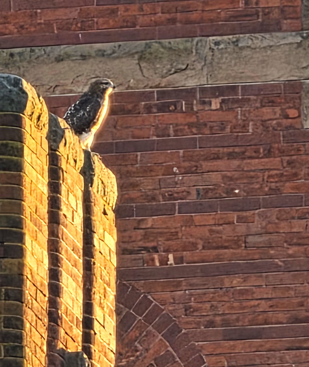CornellHawks's tweet photo. 17:00, 8/3 P spotted on McGraw Hall w/move to Uris on  Central Campus.    

Arthur on back corner of Barton closest to the Stadium.

2nd P spotted on Goldwin Smith, chased a squirrel before heading back to Central Campus.

Many thanks Suzanne &amp; woodg for the great evening photos! https://t.co/tPYMWKFWp1