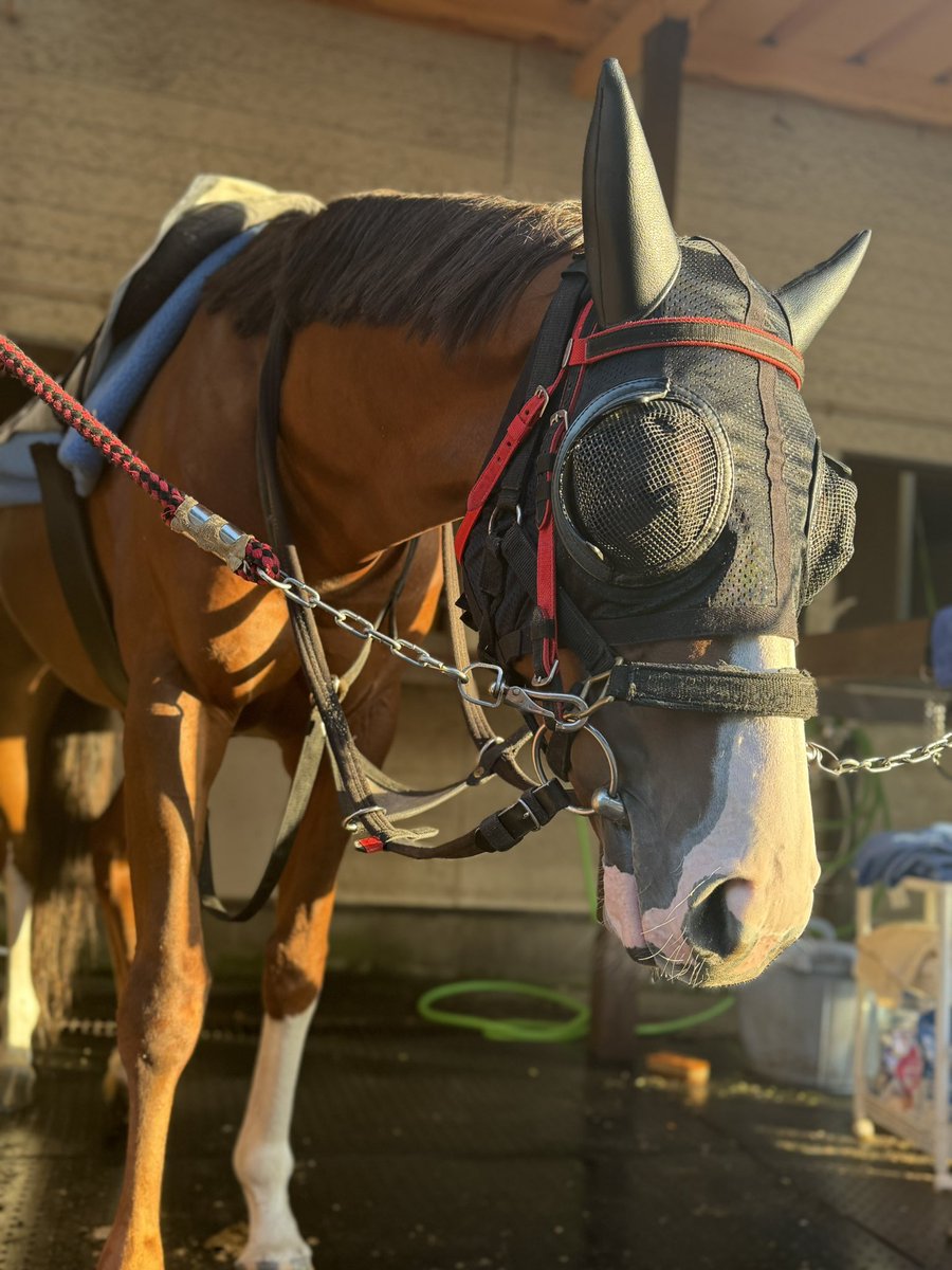 mkhurkk3's tweet photo. 攻め馬前、日向ぼっこからのスヤァなラブミーちゃん🐴🫶 https://t.co/saCK2ralPl