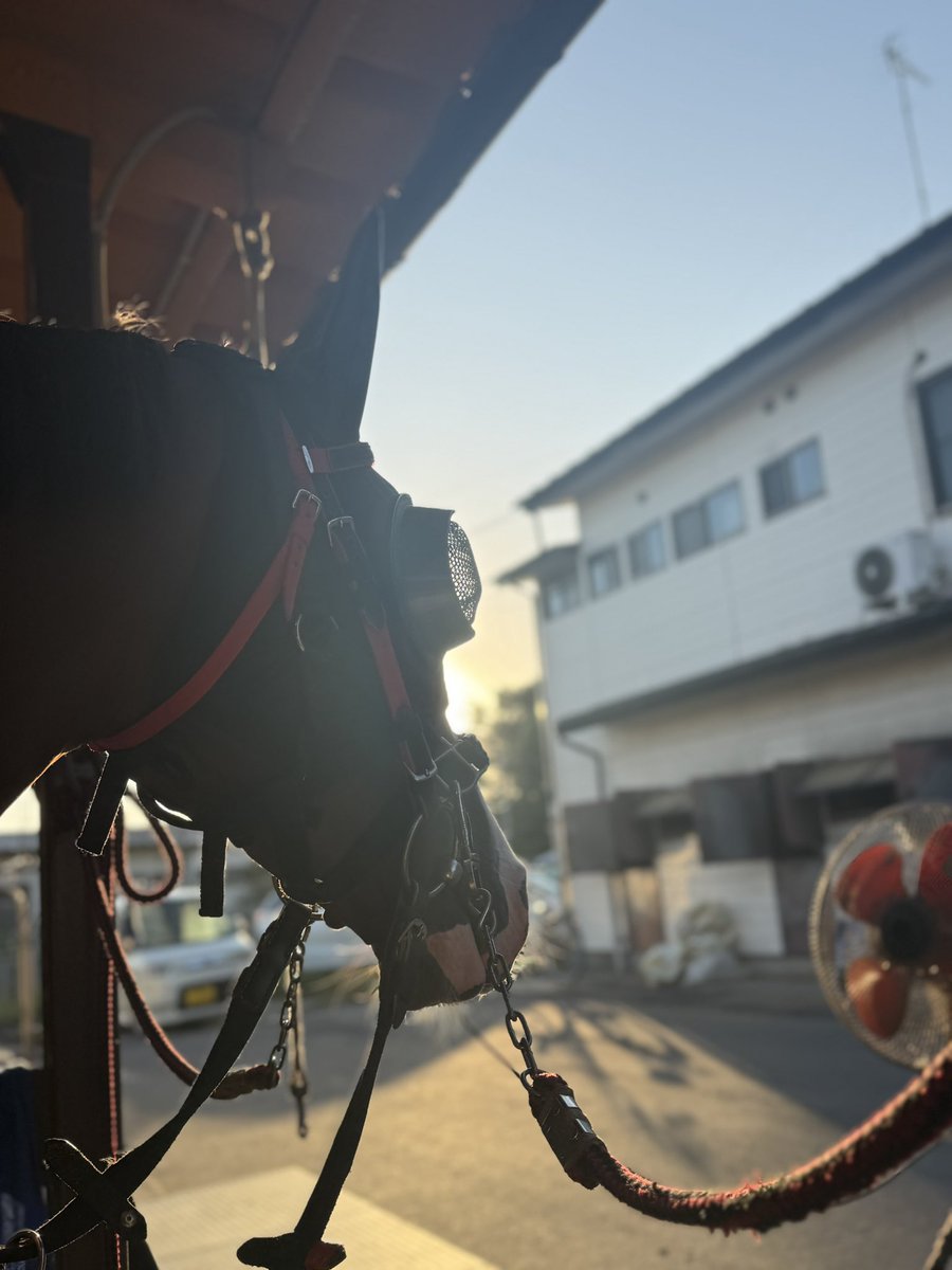 mkhurkk3's tweet photo. 攻め馬前、日向ぼっこからのスヤァなラブミーちゃん🐴🫶 https://t.co/saCK2ralPl
