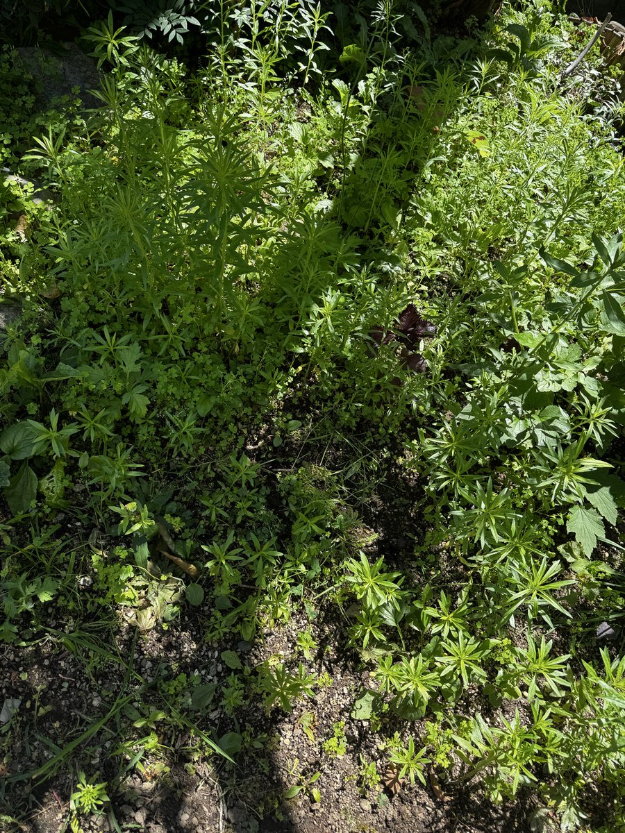 lookkitahiro's tweet photo. 有言実行
オクラとキュウリを救うべくやりますか🌿
雑草VSおじさん https://t.co/unK6HW6zNj