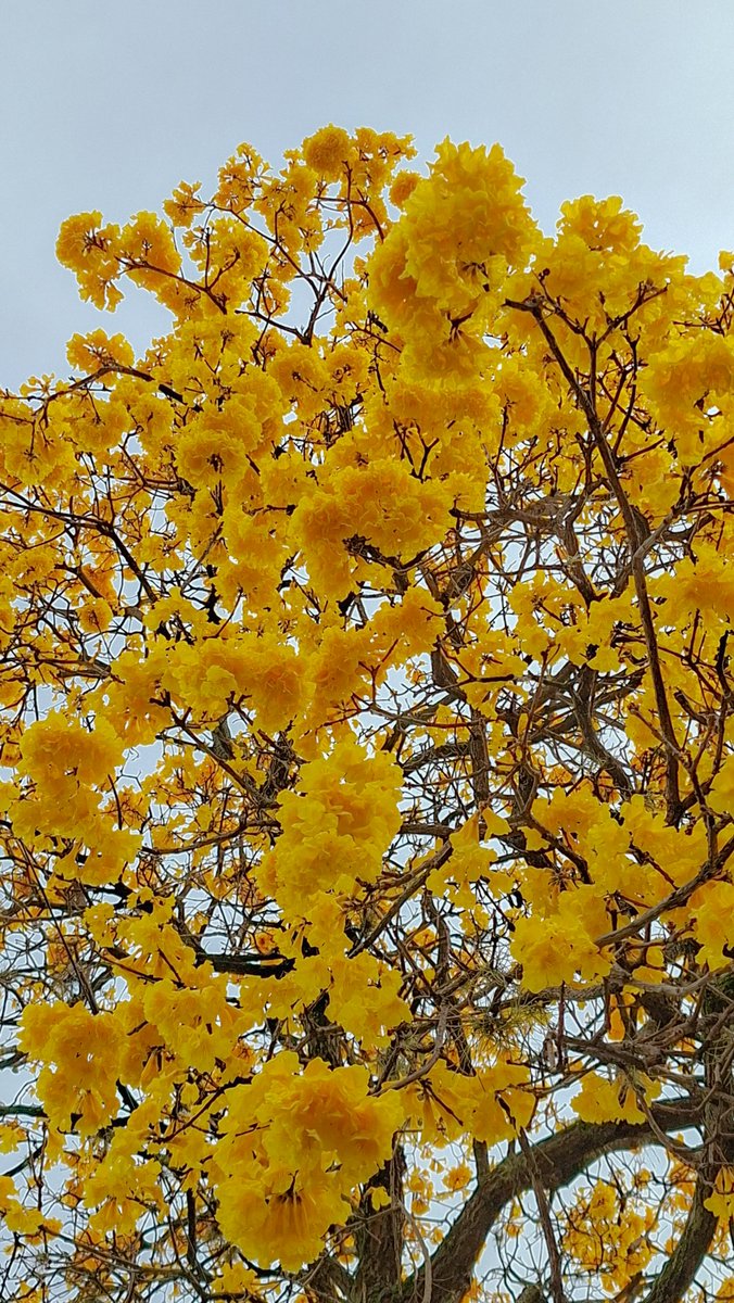 DulceAgro's tweet photo. Agosto lindo #Caacupé https://t.co/NGE97UWNfQ