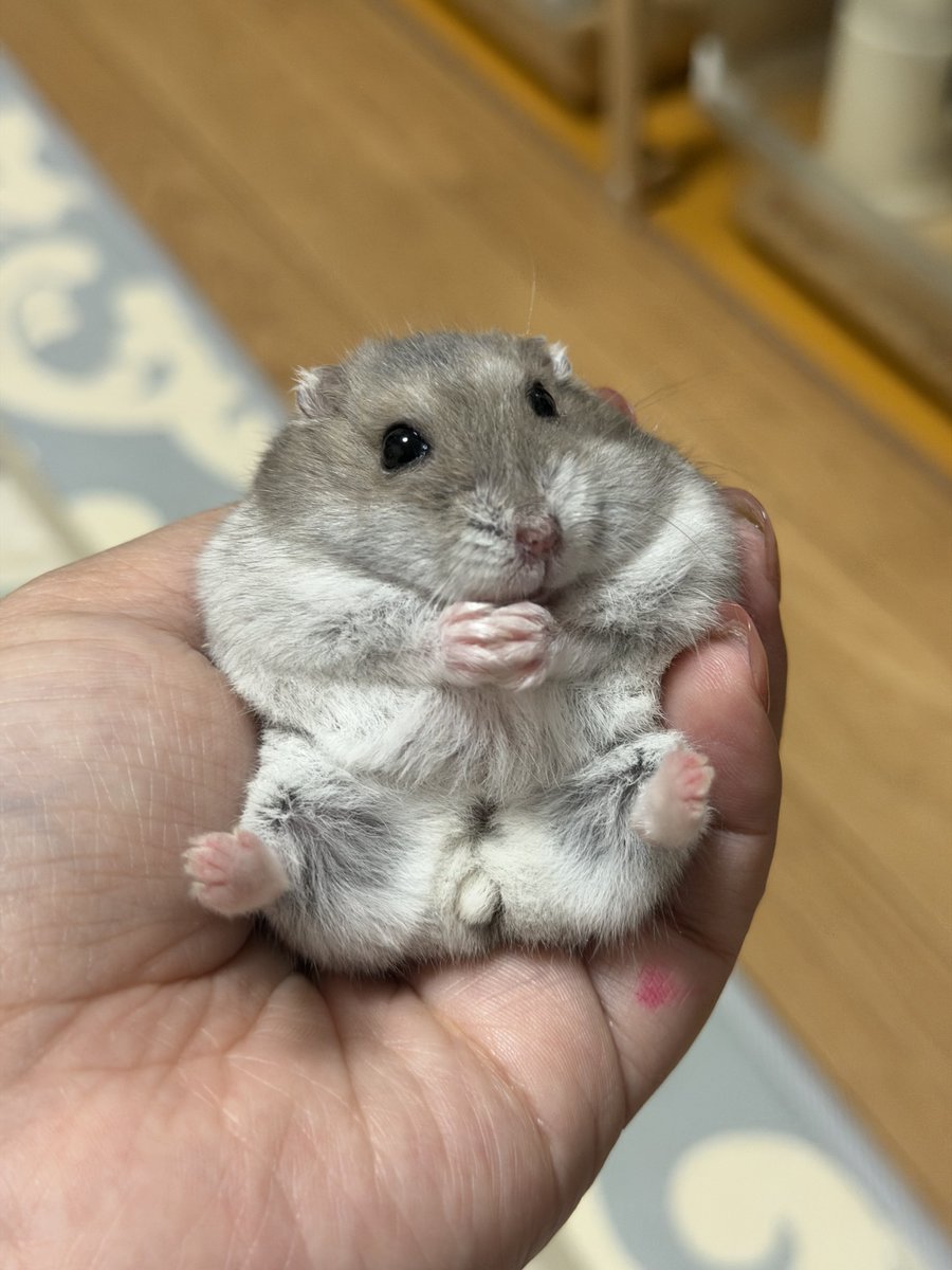 hamhammnm's tweet photo. 手の上でくつろいで座ってる😂

 #ハムスター https://t.co/YXZ63VeoJV