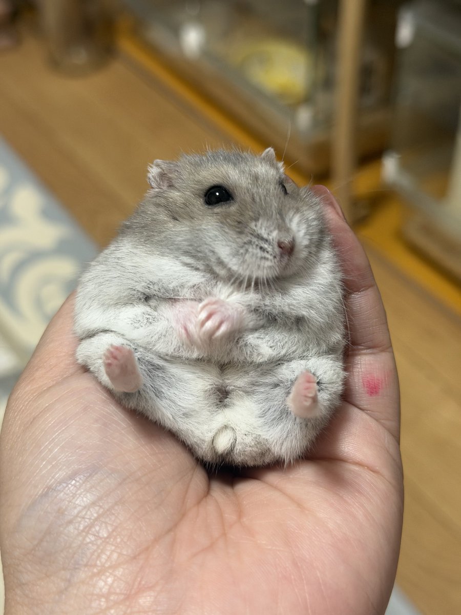 hamhammnm's tweet photo. 手の上でくつろいで座ってる😂

 #ハムスター https://t.co/YXZ63VeoJV