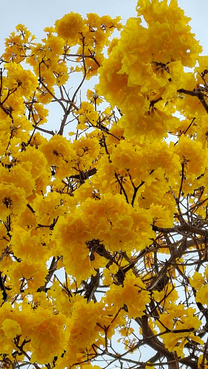 DulceAgro's tweet photo. Agosto lindo #Caacupé https://t.co/NGE97UWNfQ
