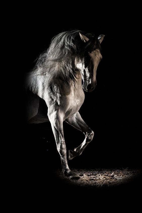 rooooozty's tweet photo. الضعف ماهو سبيل وماإتخذته شعَار
 أشمخ من الخيل وأعمق من سُلالاتها

## https://t.co/svP7e9Y8LK