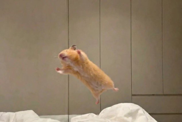 umm_hamster's tweet photo. https://t.co/JVS3lPDmib