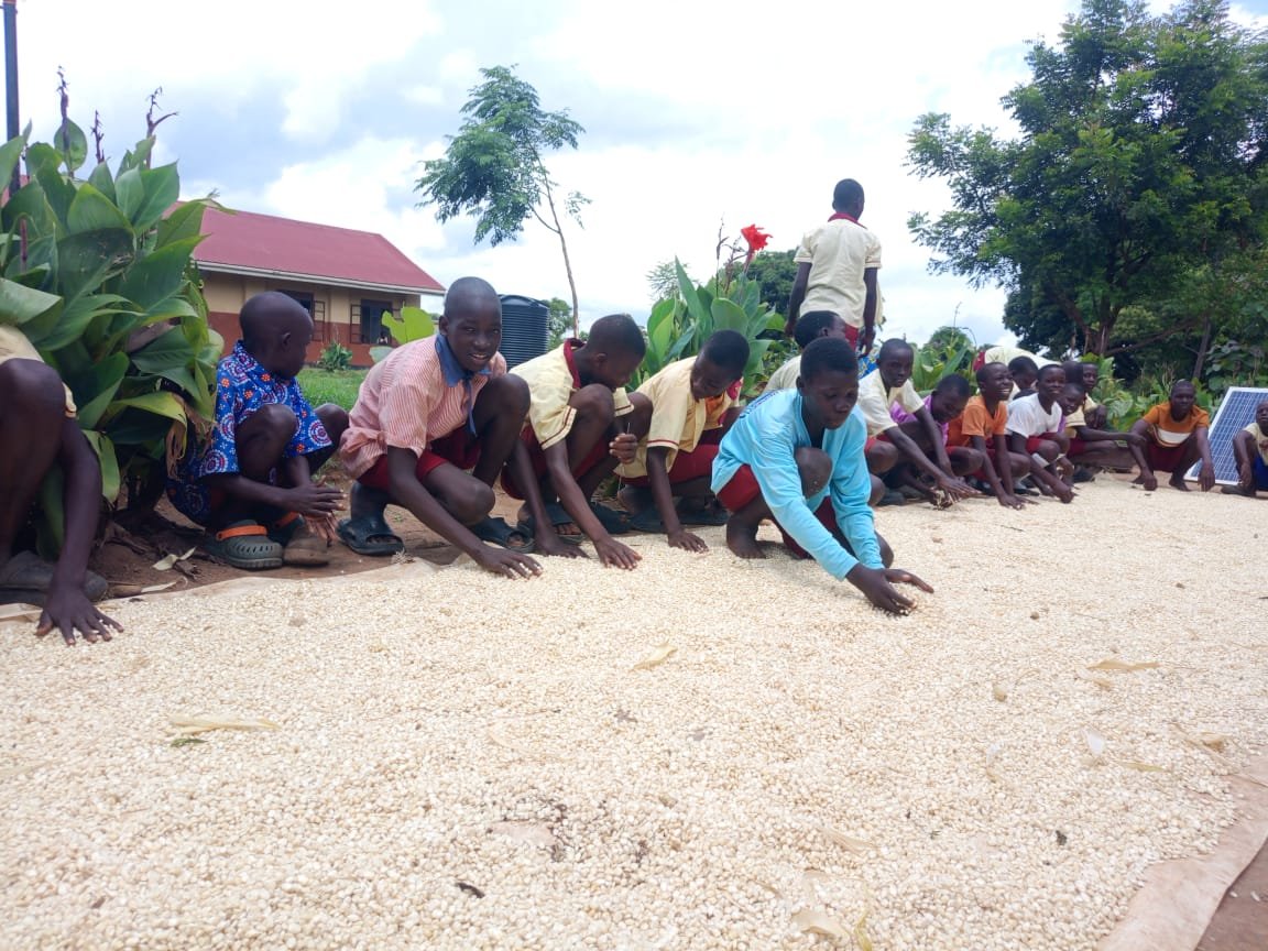 cciug's tweet photo. Pure joy fills the air as pupils celebrate a bountiful maize harvest from the school garden initiative. The children are loving every moment of seeing their seeds
This abundant maize harvest directly supports school feeding programs,
thanks to #suyanafoundation for the support https://t.co/T1rriN2qr0