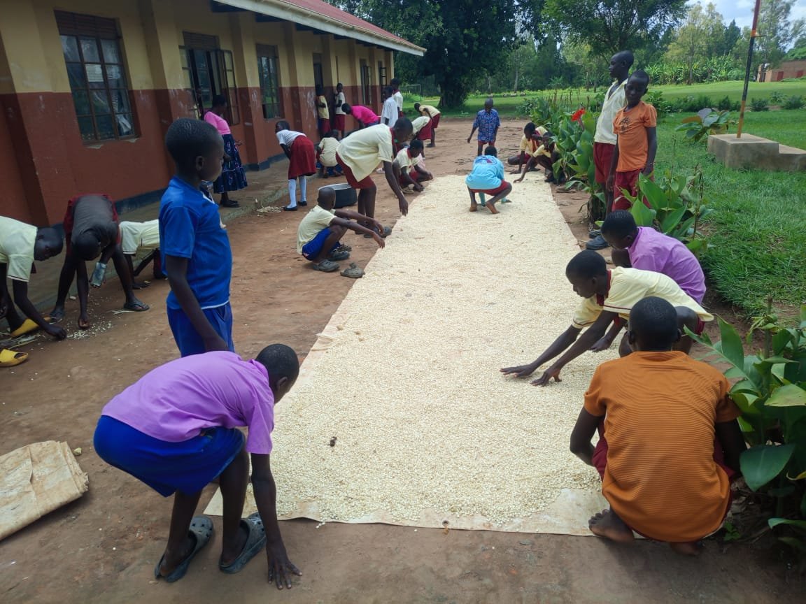 cciug's tweet photo. Pure joy fills the air as pupils celebrate a bountiful maize harvest from the school garden initiative. The children are loving every moment of seeing their seeds
This abundant maize harvest directly supports school feeding programs,
thanks to #suyanafoundation for the support https://t.co/T1rriN2qr0