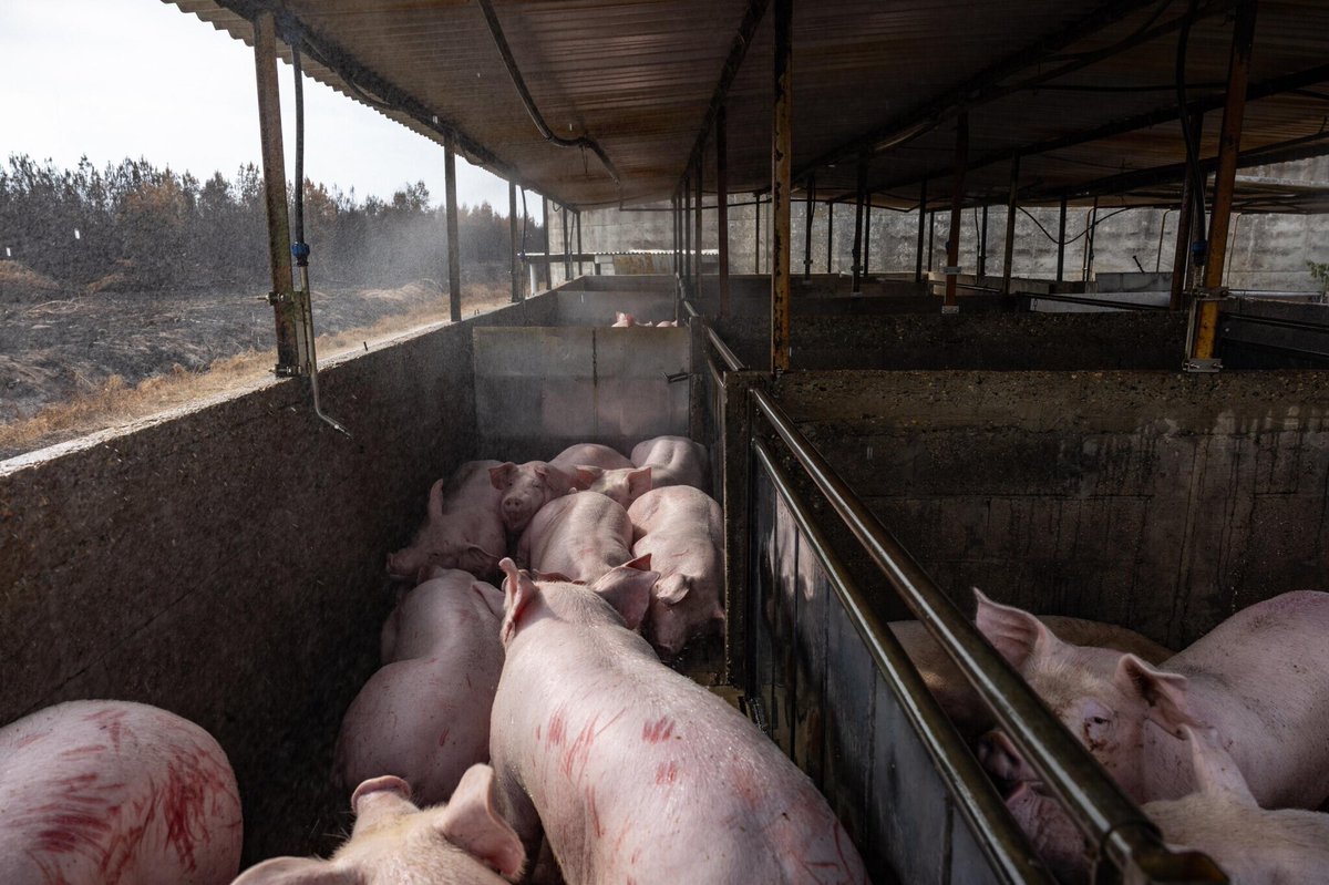 le_Parisien's tweet photo. « On a évité un horrible carnage »: face au brasier de Gironde, les salariés sacrifient leur maison pour sauver 12 000 porcs
➡️ https://t.co/oeIJRVXu87 https://t.co/fEq2qNtcPK
