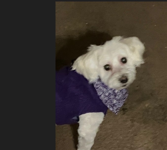 LizMooreOre's tweet photo. @depressionlesss This Challah.  She had been in 2 homes when I found her at a shelter.  She's been with in her forever home for the last 9 years. https://t.co/SllQ8bDFeR