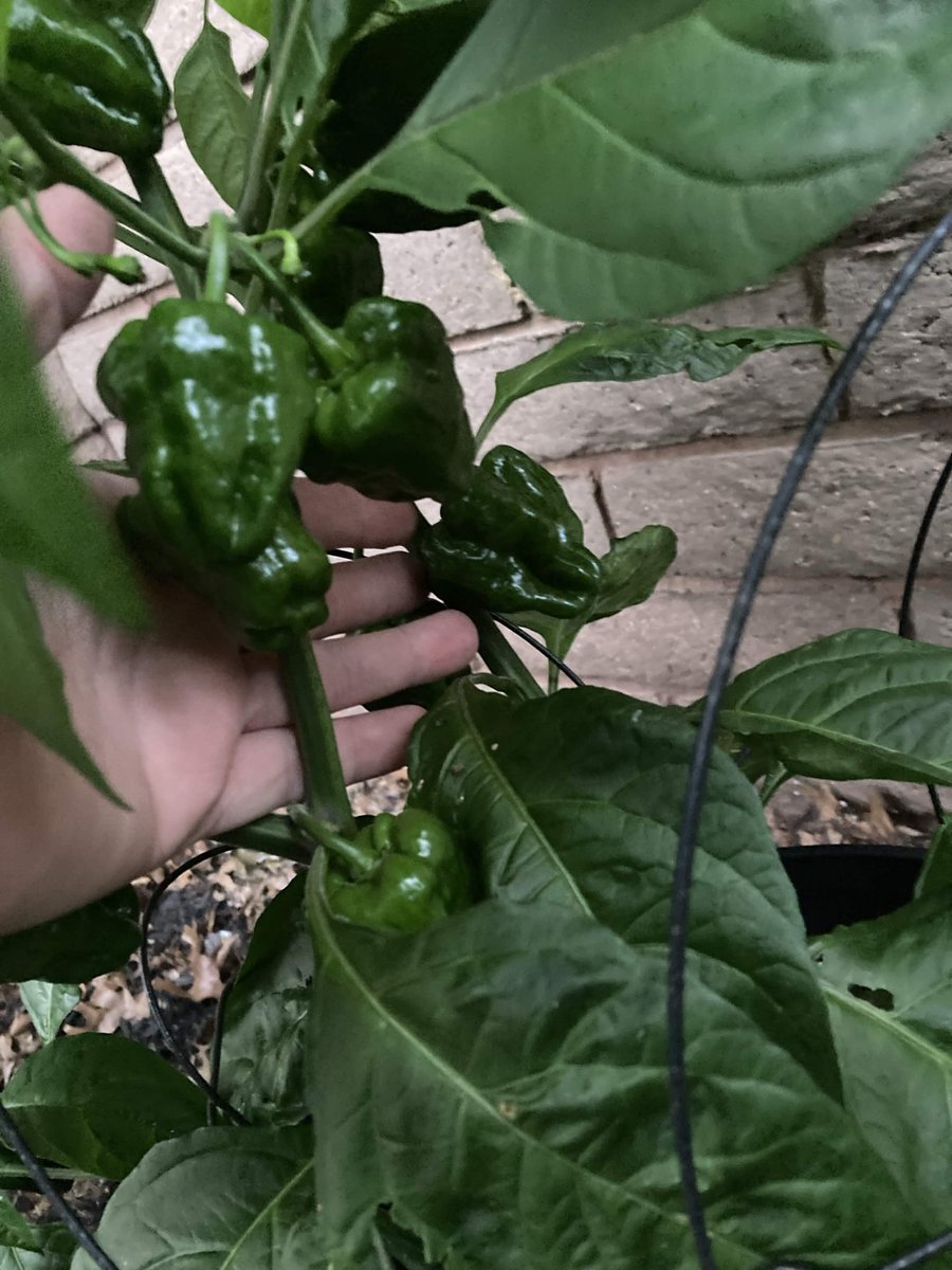 Nightwolfx03's tweet photo. On the not tech things, my habaneros are looking huge this year. https://t.co/iwWYkDspVh