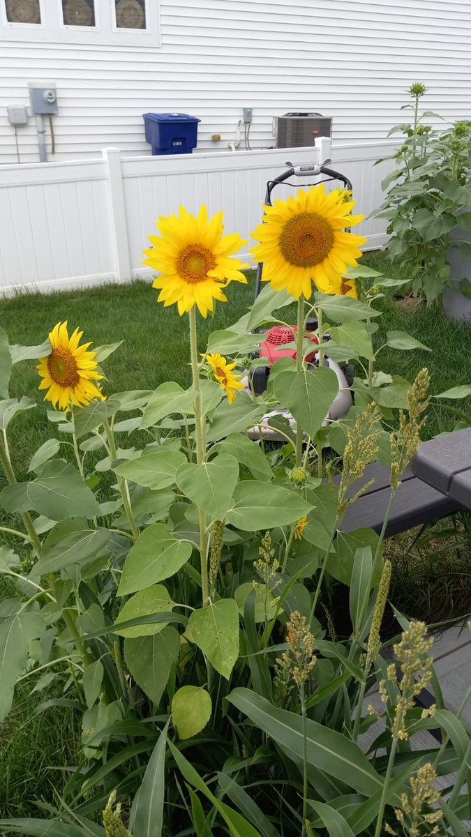 Smommy_hea's tweet photo. Nice garden 😘❤️💐 https://t.co/W4MsqgKoWh