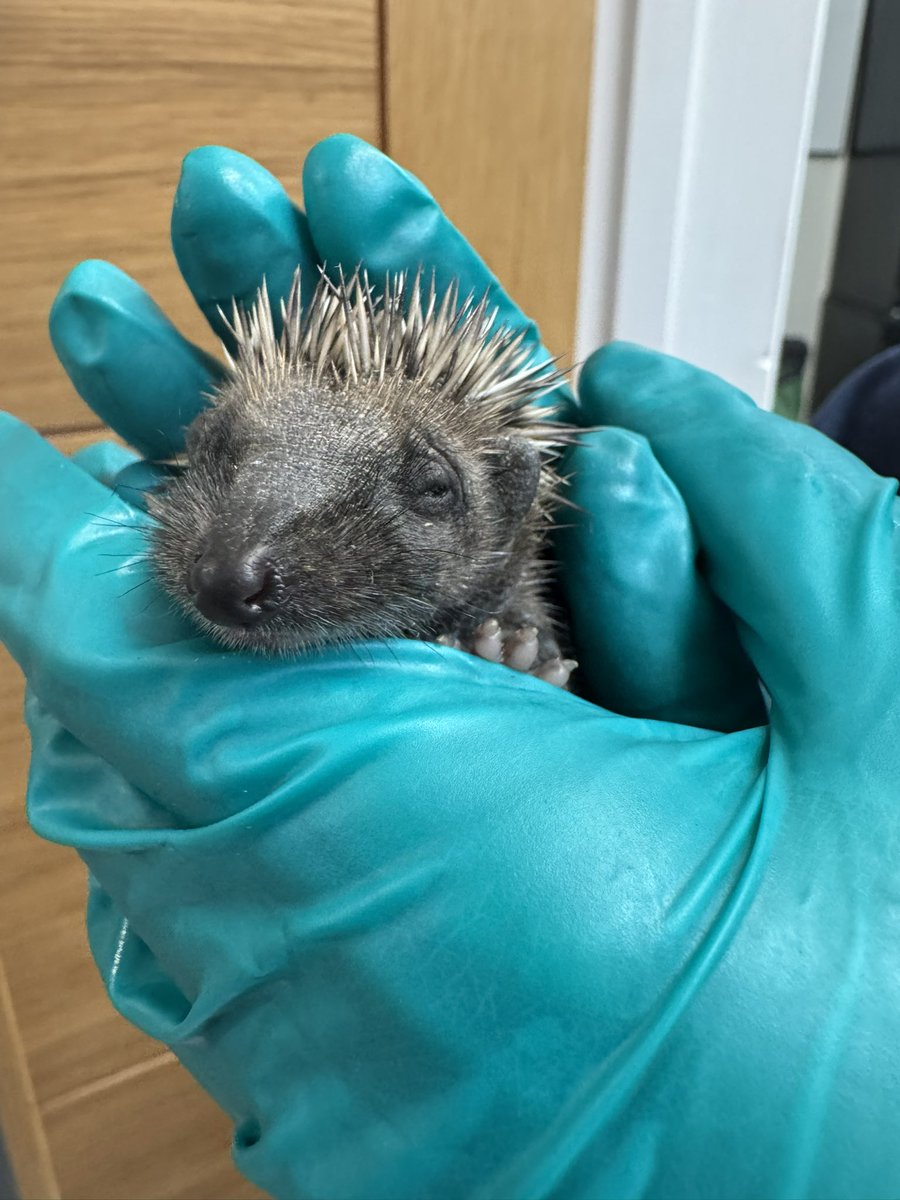 Prickles_Paws's tweet photo. Little  Bee  arrived very weak and severely dehydrated, needing subcutaneous fluids to help stabilise her condition. We’re concerned there may be kidney damage as a result of the dehydration, but we’re doing everything we can to give her the best chance  🤞🦔🐾 https://t.co/dceS3SKr8K