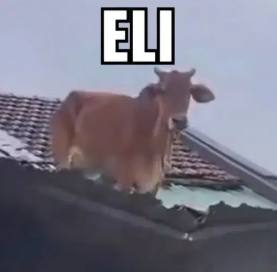 gabeOwners696's tweet photo. WE JUST GOT A NEW JUAN 

this is like the frank ocean turtle

some cow miraculously ended up on a roof after a flood

everyone in comments calling him "ELI", and the top comment is memeing him as JUAN

going hella viral, 500k likes

https://t.co/QmtUvkaHrF https://t.co/smlt5GAh3z