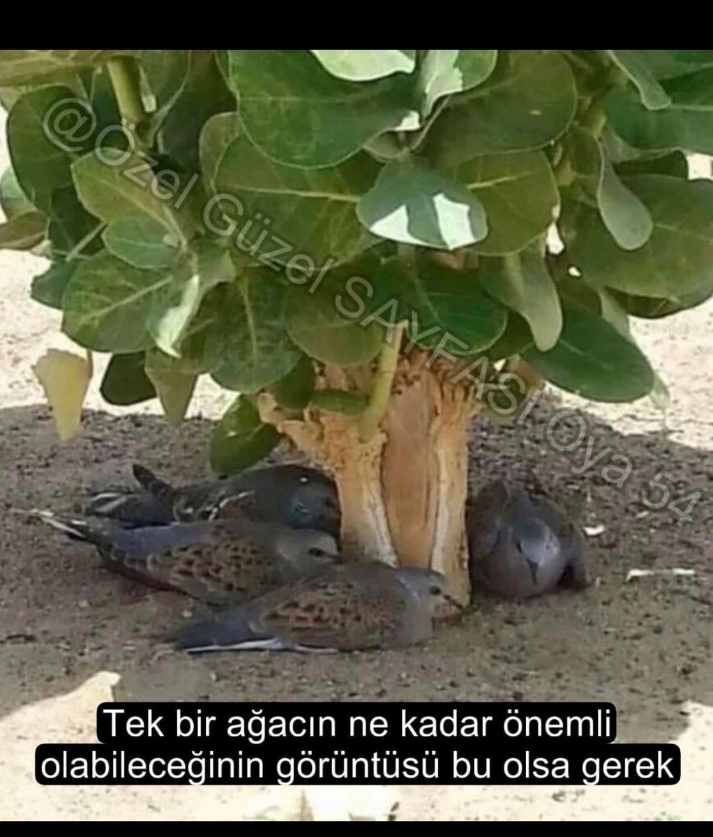 Recepsamuncu1's tweet photo. AGAÇ HAYATTIR,, https://t.co/fiHxqDGsxd