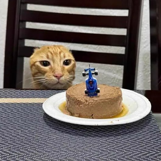 AcervoCharts's tweet photo. Gatinho venceu um câncer nas orelhas e ganhou um bolo para comemorar. https://t.co/51oXC3XCy9