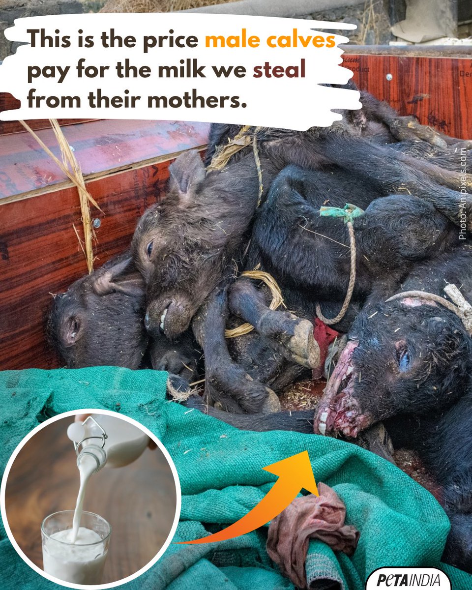 PetaIndia's tweet photo. Male calves, considered “useless” to dairy farms because they can’t produce milk, are often left to die.

#DitchDairy #GoVegan #WorldBreastfeedingWeek #Cows #PETAIndia https://t.co/zis67wlYyX