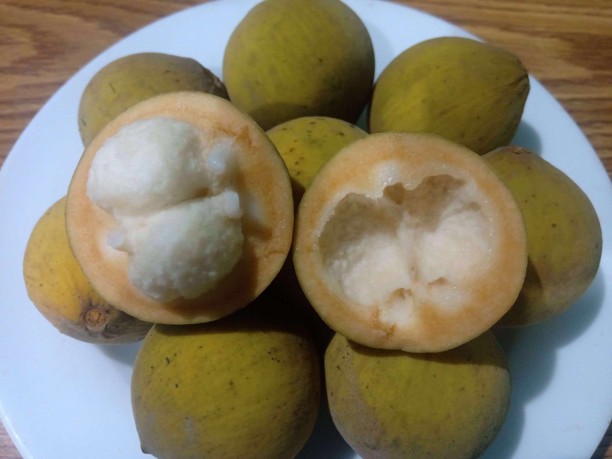 biruismine_'s tweet photo. kalian suka buah kecapi  ga? https://t.co/UQRL1tJAMO