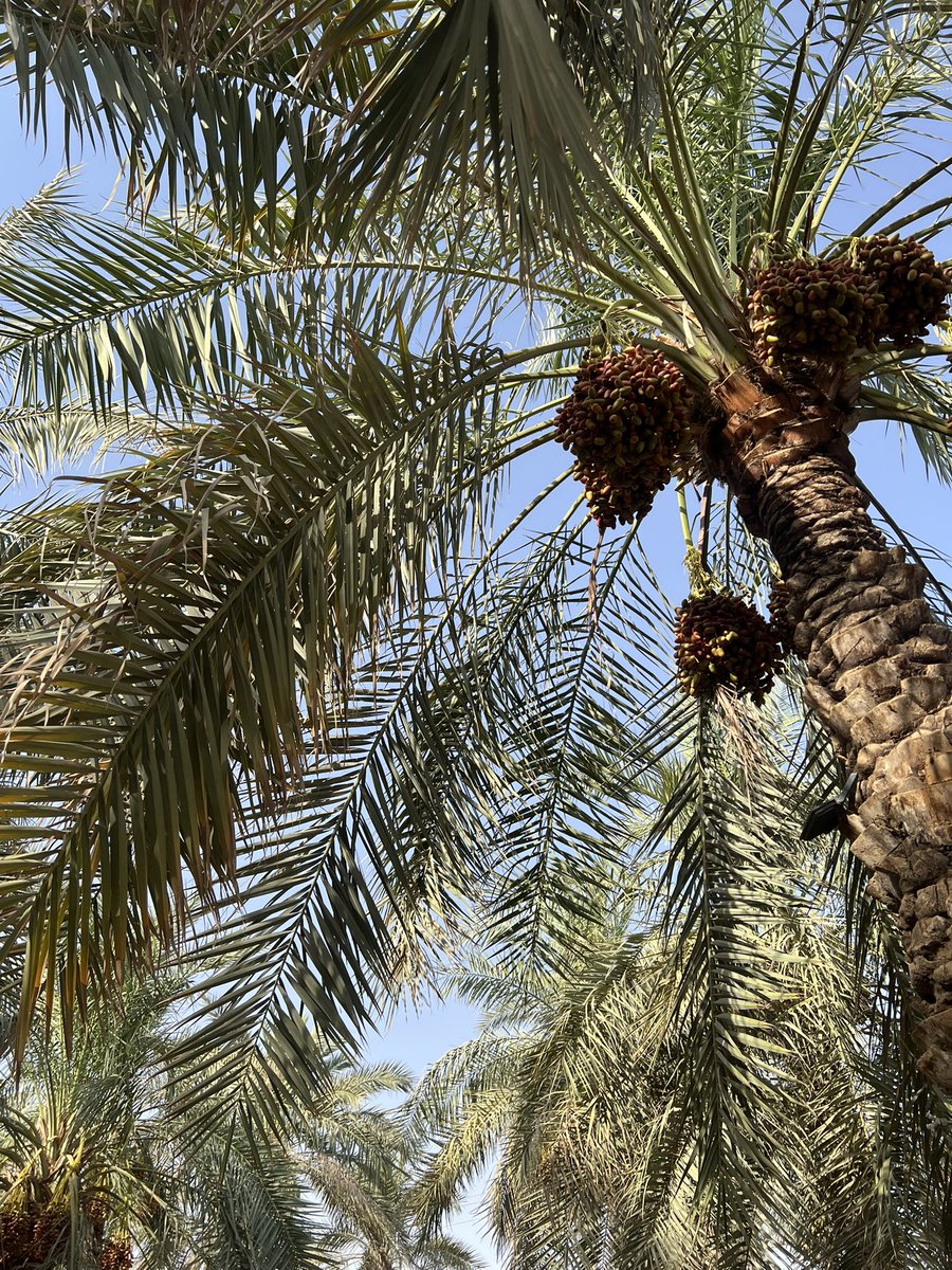 brw116's tweet photo. Happy قصمان Month 🌴 https://t.co/gjsyBQlqAx
