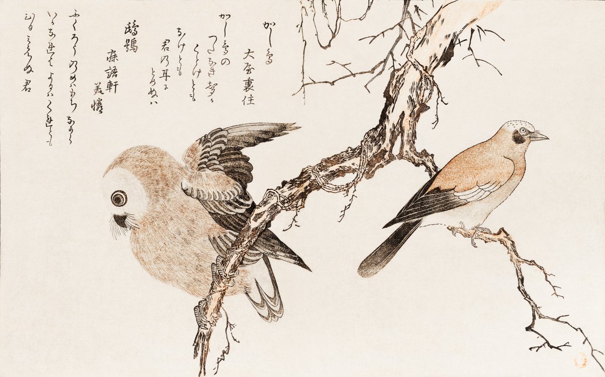 camelliakyoto's tweet photo. Cikap-kamuy was considered a god of plenty who, importantly, made sure that rituals were being followed properly.
His central myth also established (for the Ainu) the mountain jay and crow as birds of ill omen, and the dipper as a symbol of good fortune.
#folklorethursday #Ainu https://t.co/olv0nA79Nf