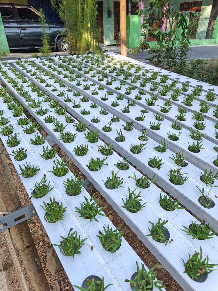 usedyme's tweet photo. from this, to this🥳 

#hidroponik
#kangkung https://t.co/spZHKmTs2M