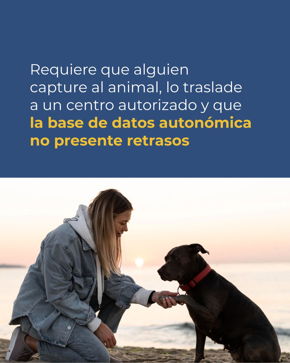 UbikaEs's tweet photo. Cumplir con la normativa del microchip es indispensable, pero ante un perro asustado que corre hacia una avenida con tráfico, necesitas ojos en la calle de inmediato. 

¿Pensabas que el microchip funcionaba como un localizador GPS? Cuéntanos qué opinas.

#proteccionanimal https://t.co/AbIP0jJc7y