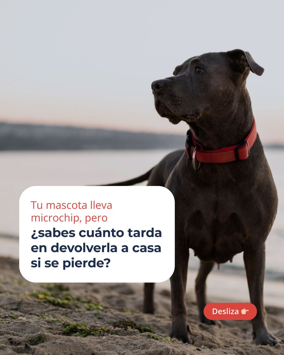 UbikaEs's tweet photo. Cumplir con la normativa del microchip es indispensable, pero ante un perro asustado que corre hacia una avenida con tráfico, necesitas ojos en la calle de inmediato. 

¿Pensabas que el microchip funcionaba como un localizador GPS? Cuéntanos qué opinas.

#proteccionanimal https://t.co/AbIP0jJc7y