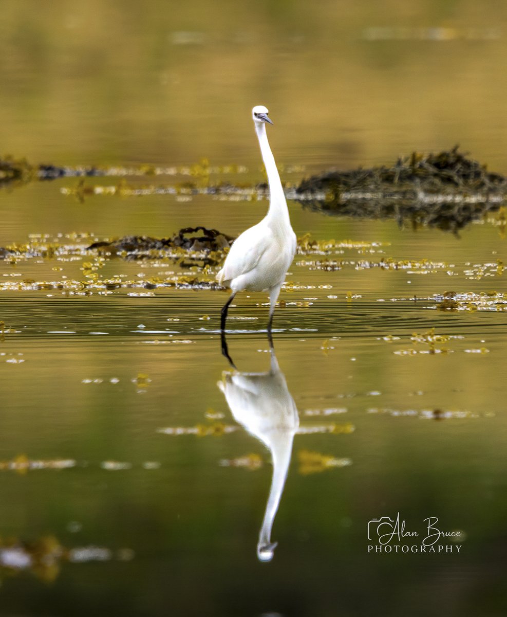 AlanB_Photos's tweet photo. Two egrets for the price of one. 😄

A little egret pauses in golden water, its reflection forming a second elegant figure below. Sometimes wildlife photography isn’t about dramatic action—it’s about waiting for light, pose and timing to align.

#WildlifePhotography #LittleEgret https://t.co/4J3MeIdHuo