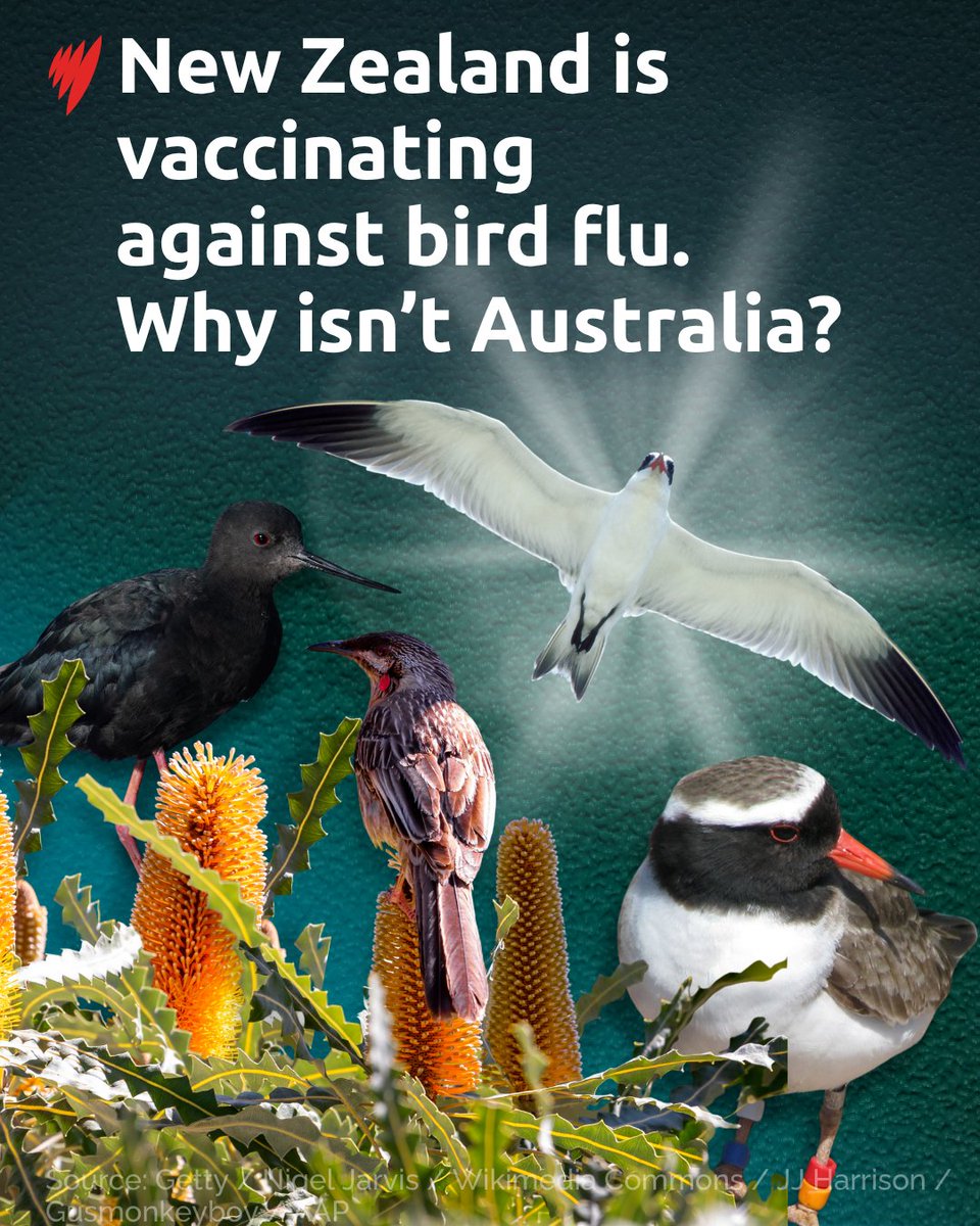 SBSNews's tweet photo. Australia's neighbour has spent years investigating how the lethal H5N1 virus would impact its unique wildlife.
Read about both country’s responses: https://t.co/bdDfSDqky4 https://t.co/wA1joYTIeg