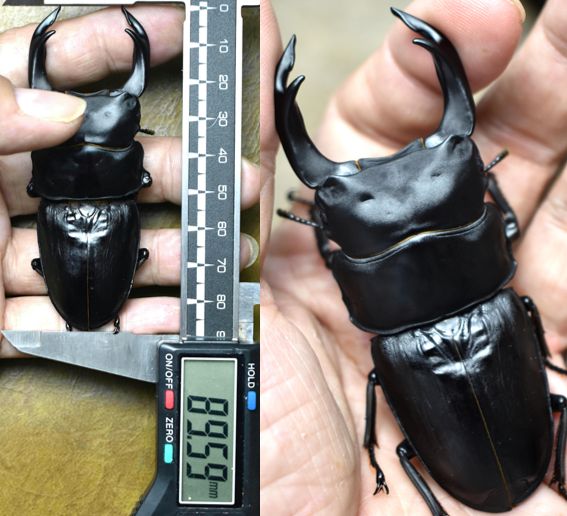 Dorcus51255814 tweet picture