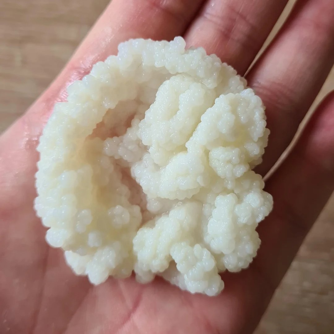biohackerziv's tweet photo. Mixing this weird thing in my milk daily repaired my leaky gut, cured my lactose intolerance, and eliminated my gluten sensitivity

Here's what it is and science behind how it works👇

Modern medicine claims food intolerances and intestinal sensitivity are permanent genetic flaws. Their solution? Lifetime elimination diets, synthetic enzymes, and chronic symptom avoidance.

Here is the biological mechanics of how drinking Raw Buffalo Milk Kefir daily repaired my leaky gut, cured my lactose intolerance, and eliminated my gluten sensitivity at the cellular level: 

Standard gastroenterology treats "Leaky Gut" (intestinal hyperpermeability) and food intolerances as isolated, untreatable phenomena. They tell you to cut out dairy, eliminate gluten, and buy over-the-counter lactase pills.

They ignore the underlying architecture:

A eroded mucosal gel layer

Disrupted tight junction complexes (ZO-1, Occludin)
Chronic endotoxemia (LPS leakage) driving systemic inflammation

Why Buffalo Milk over Cow Milk?

Pure A2 Beta-Casein Matrix: Standard A1 cow milk releases Beta-casomorphin-7 (BCM-7) upon digestion—an opioid peptide that triggers mast cell degranulation, gut motility paralysis, and systemic inflammation. A2 Buffalo milk produces zero BCM-7.

Superior Bioenergetic Density: Buffalo milk contains up to 100% more butterfat and higher structural proteins compared to standard commercial milk, providing the necessary lipid substrate to rebuild cellular membranes.

Overcoming "Lactose Intolerance"

Raw kefir is a live bio-reactor. During a 24–48 hour fermentation cycle, the symbiotic culture of bacteria and yeast (SCOBY) consumes up to 99% of the lactose, converting it into bioavailable lactic acid.

Furthermore, the live microflora (Lactobacillus kefiranofaciens) produce robust amounts of endogenous beta-galactosidase (lactase).

When consumed, these enzymes survive stomach acid, entering the duodenum to break down any remaining lactose on contact. You aren't just drinking milk; you are drinking the machinery required to digest it.

Curing "Gluten Sensitivity"

Gluten toxicity occurs when undigested, proline-rich peptides (like the 33-mer peptide) pass through an open intestinal barrier, triggering zonulin release and autoimmune cascades in the Gut-Associated Lymphoid Tissue (GALT).

Raw kefir microbial strains produce specific proline-endopeptidases—specialized enzymes capable of cleaving the rigid proline and glutamine bonds in gluten.

By restoring a healthy, active microbiome, these bacterial enzymes cleave pathogenic gluten oligopeptides into benign amino acids before they can cross the epithelial wall.

Sealing "Leaky Gut" & Intestinal Hyperpermeability

Raw Buffalo Kefir rebuilds the gut lining through three distinct structural mechanisms:

Short-Chain Fatty Acids (Butyrate): Microbial fermentation produces abundant butyrate, which feeds colonocytes and directly upregulates the synthesis of tight junction proteins (Claudin-1, Occludin, and ZO-1), sealing paracellular gaps.

Bioactive Kefiran: This unique exopolysaccharide secretes a protective structural gel that restores the damaged mucosal lining.

Immunoglobulins & Lactoferrin: Neutralizes circulating Lipopolysaccharides (LPS/Endotoxin), preventing them from entering portal circulation.

The Bioenergetic & Thyroid Connection

When endotoxin (LPS) constantly leaks through a damaged gut, the liver is forced into survival mode to detoxify it. This severely impairs the hepatic conversion of inactive thyroid hormone (T4) into active thyroid hormone (T3).

By sealing the gut barrier and clearing systemic endotoxemia:
Liver burden drops dramatically.
Hepatic T4-to-T3 conversion surges.

Cortisol and nocturnal adrenaline spikes fall.

Metabolic rate and cellular energy production are restored.

How to Execute

Source: Raw, unpasteurized, non-homogenized A2 Buffalo Milk from clean source or it can contain some bad bacterias.

Inoculation: Use real, live kefir grains (avoid dead, powdered starter cultures).

Ferment for 24 to 36 hours at room temperature until the whey visibly separates.

Titration: Start with 50–100 ml daily on an empty stomach to condition the brush border. 

Gradually scale up to 500 ml daily as a primary bioenergetic fuel source.

Stop masking symptoms with elimination diets. Rebuild the barrier, restore the microflora, and fix the internal architecture.