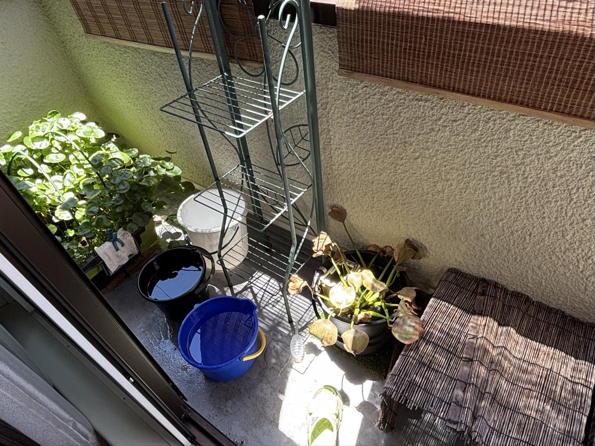 souswim38's tweet photo. ベランダビオトープ整理整頓して、少しサッパリした。 https://t.co/iN1pqFO69t