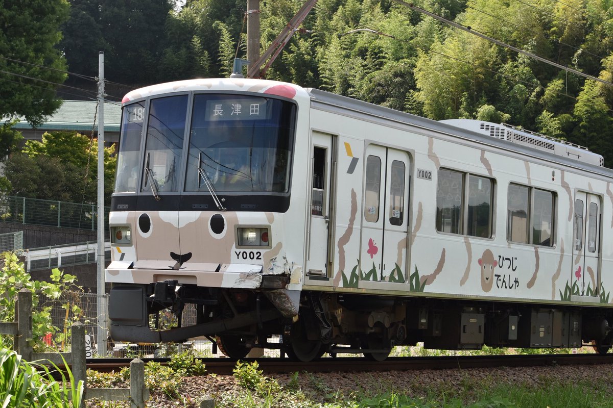 tkk5113's tweet photo. 8/4 Y000系Y002F トラックとの衝突に伴う臨時入場

こどもの国線内、恩田〜こどもの国間での事故により、長津田工場まで回送されました。運用や車両の修理など今後の動きはわかりませんが、当該車はスカートや台車周りが破損していました。昔のオリジナル塗装も見えてました。 https://t.co/LKOuXwDwAV