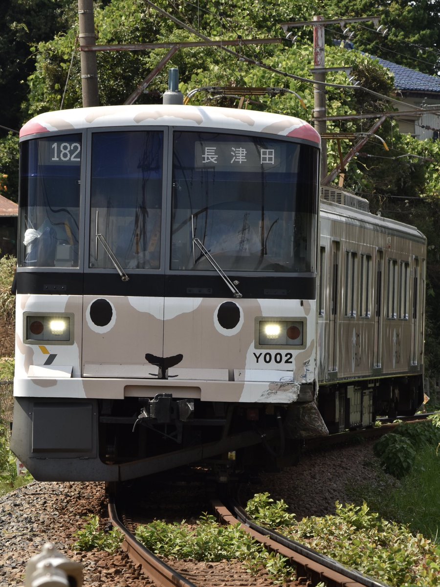 tkk5113's tweet photo. 8/4 Y000系Y002F トラックとの衝突に伴う臨時入場

こどもの国線内、恩田〜こどもの国間での事故により、長津田工場まで回送されました。運用や車両の修理など今後の動きはわかりませんが、当該車はスカートや台車周りが破損していました。昔のオリジナル塗装も見えてました。 https://t.co/LKOuXwDwAV