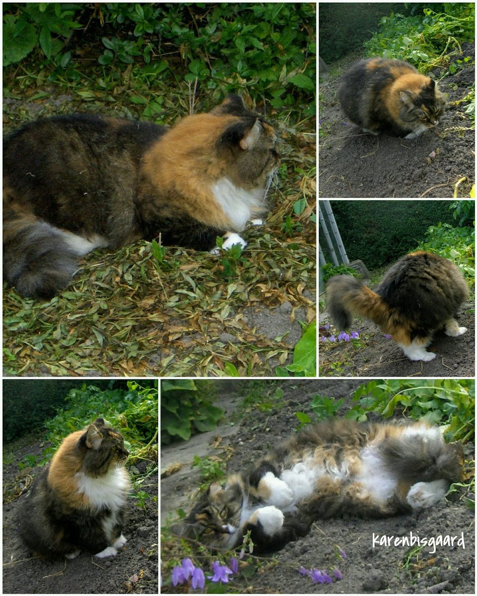 KarenBisgaard1's tweet photo. https://t.co/kIgVhOWPkx
#gardencat #pet #catfun https://t.co/LFgzPtSC5u