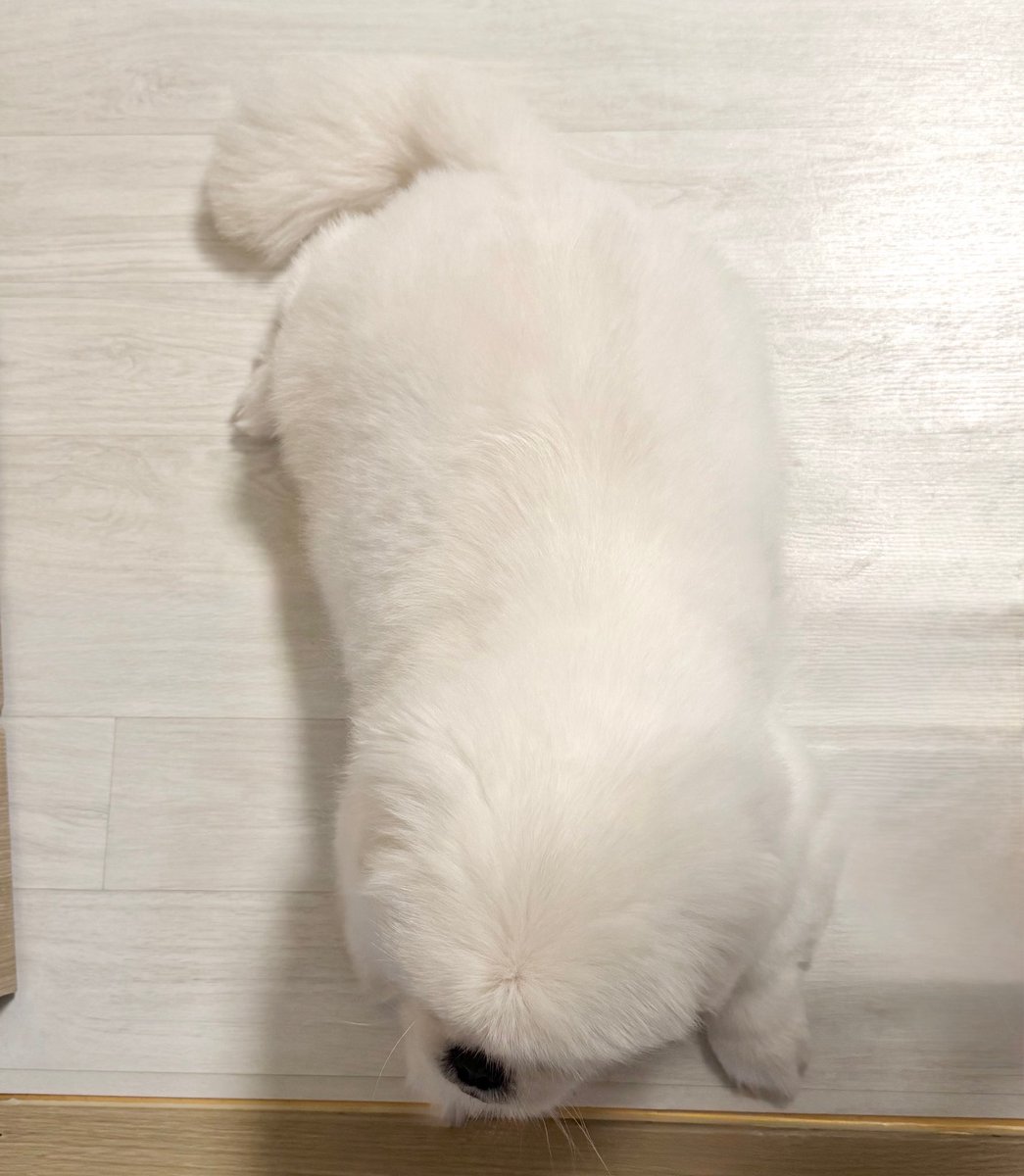 zzoggany's tweet photo. 강아지 몸 너무 통통해서 웃음만 나옴 ㅜ https://t.co/pjjPR9f6Dg