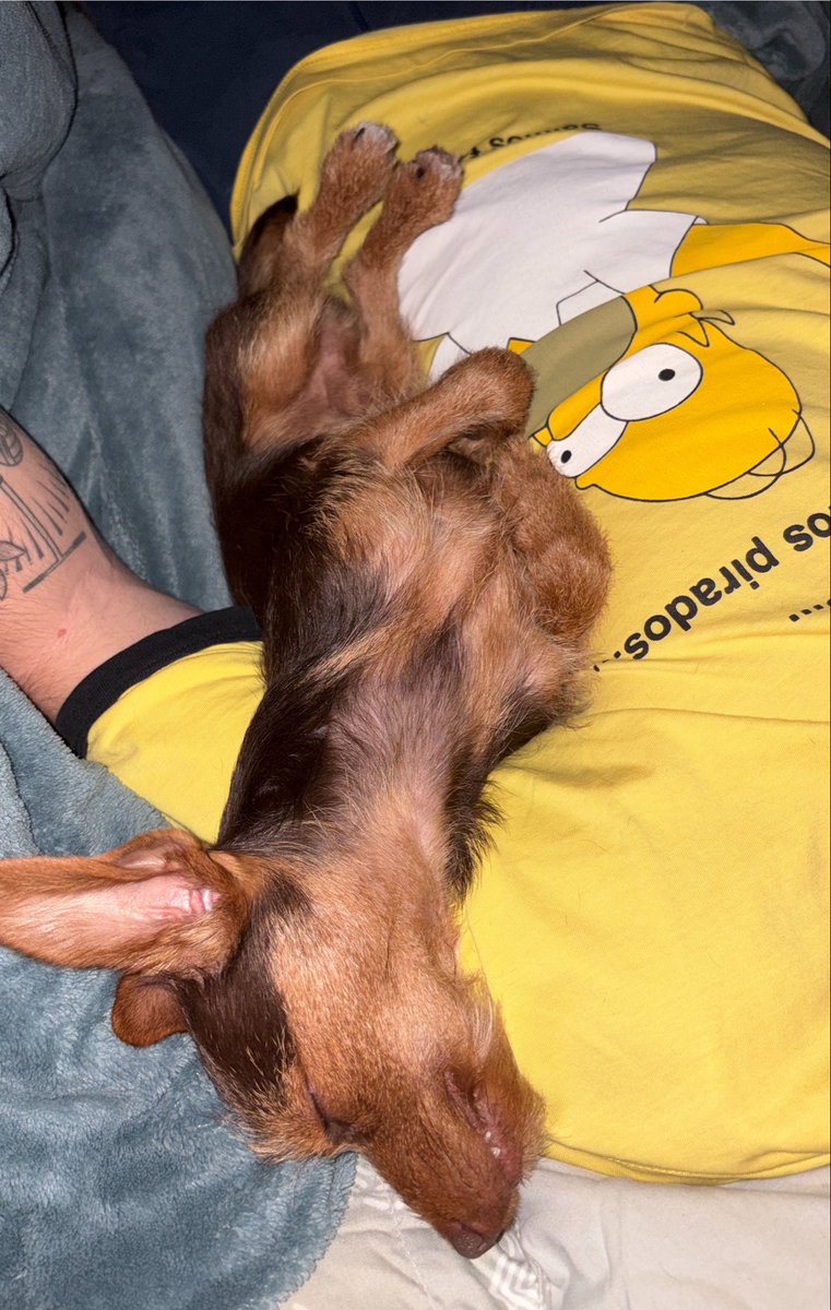 cheryladygarage's tweet photo. cachorro dormindo com o pai dele https://t.co/7u7FxphDB0