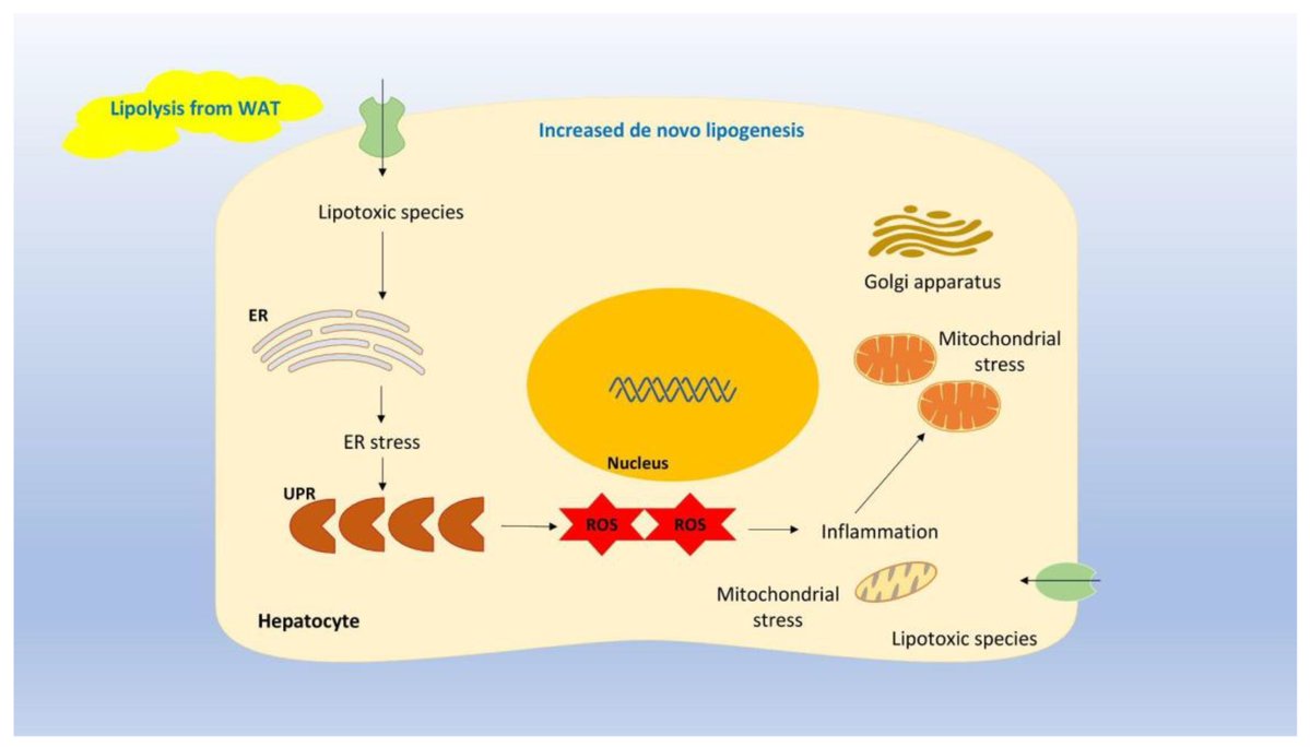 Biomed_MDPI's tweet photo. Beyond liver biopsy: This review examines how non-invasive biomarkers and emerging therapies are changing the way MASLD is diagnosed and managed🚀
📎https://t.co/iFL4fBVm6X
#MASLD #Liver #LiverFibrosis https://t.co/CjdjjWV34Y
