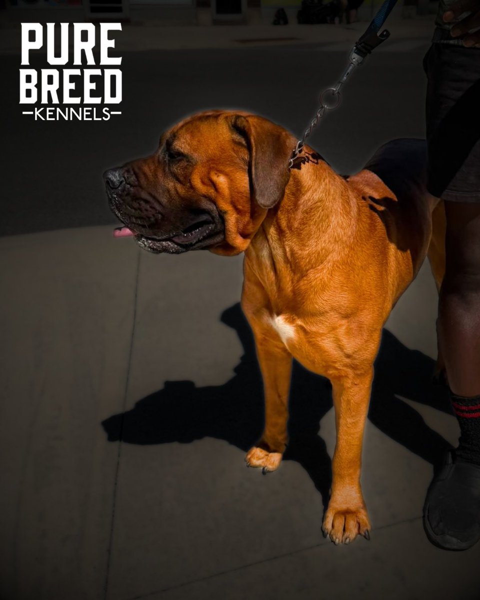 purebreed242's tweet photo. 🐶🐾🐾  #purebreedkennels https://t.co/WKZdpJ03ud