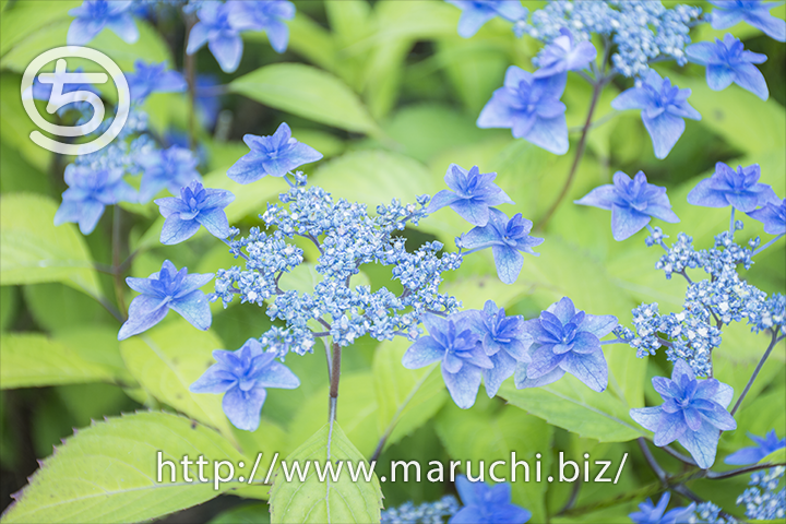 maruchi_202111's tweet photo. アジサイ花風景写真と、暑い日に生暖かいMacのキーボードで入力しながら妄想するお話。https://t.co/KnWVWiEJDq #アジサイ花風景写真 #生暖かいMacのキーボード https://t.co/LZPAmUB32t